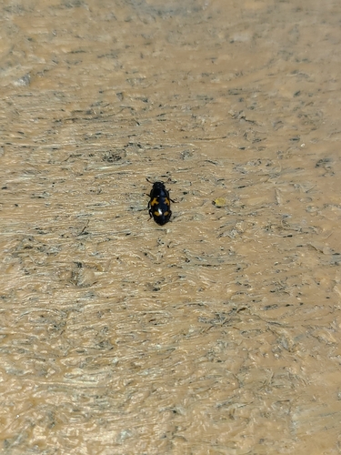 Picnic Beetle photo 6
