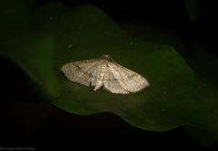 Addaea subtessellata