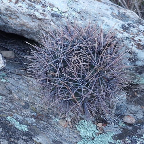 Gymnocalycium reductum