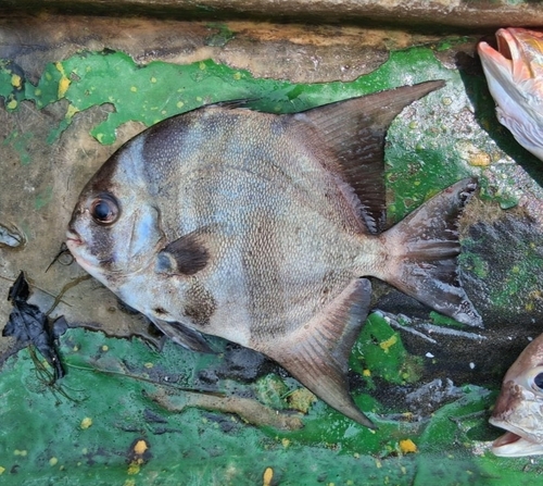 Pacific Spadefish
