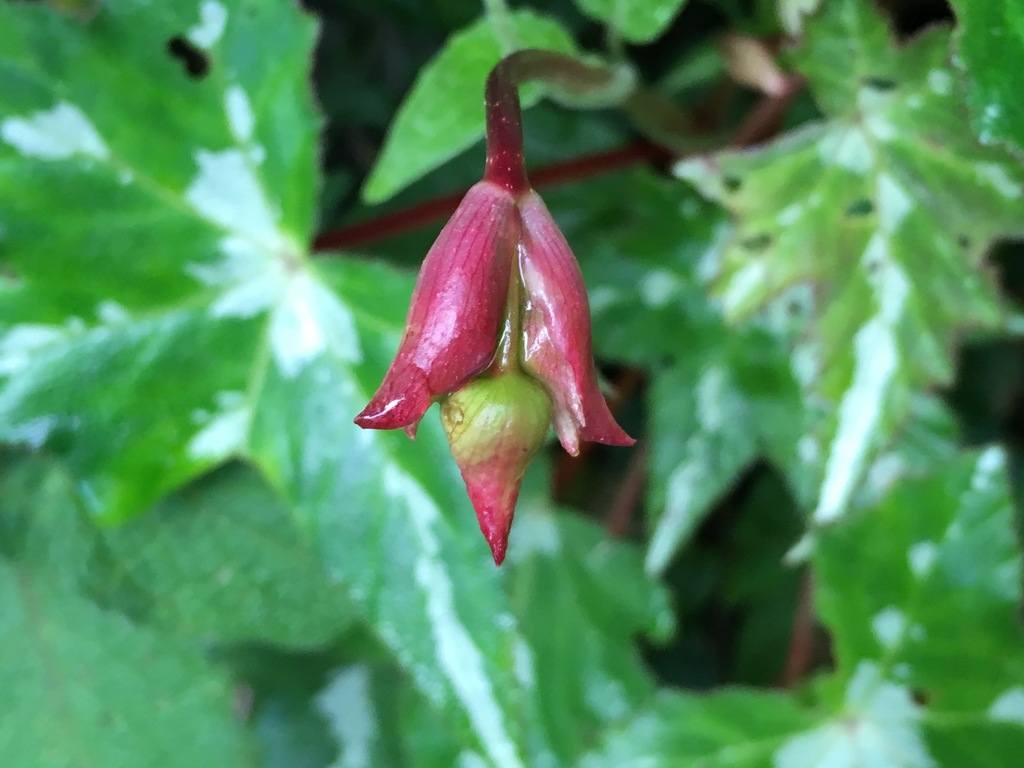 Maple-leaved begonia