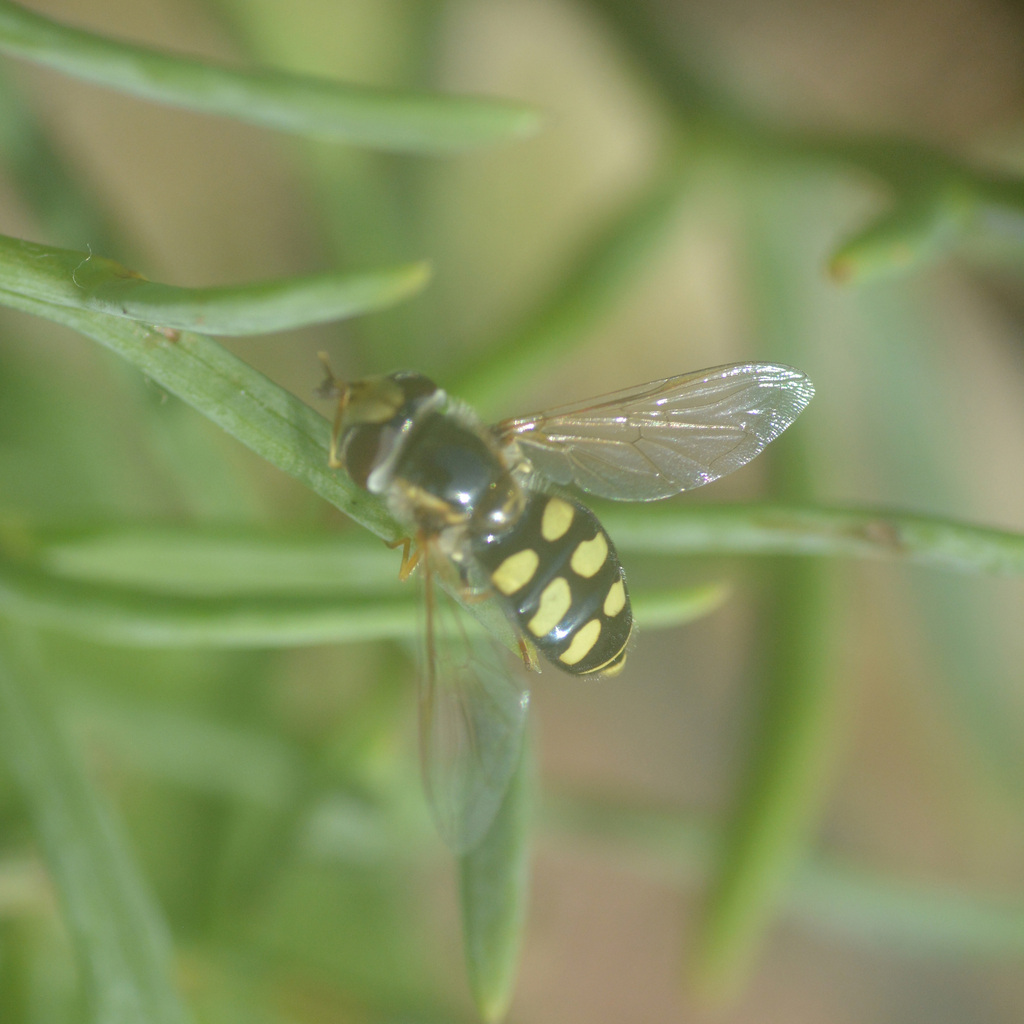 Scaeva albomaculata
