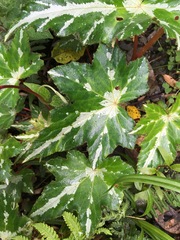 Begonia acerifolia