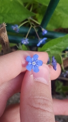 Omphalodes verna