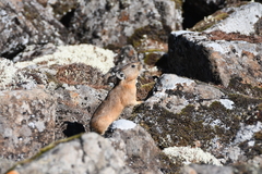 Ochotona hyperborea