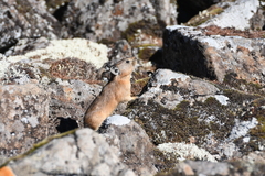 Ochotona hyperborea