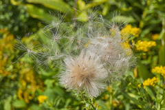 Tragopogon porrifolius
