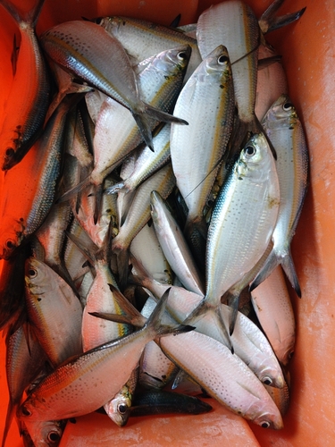 Pacific thread herring (Opisthonema bulleri) — Clupeidae — 2