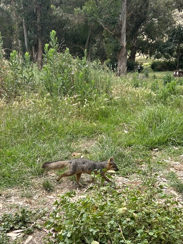 Santa Cruz Island Fox observed by lindseynielsn