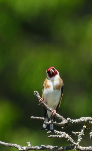 European Goldfinch