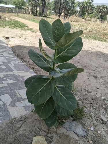 giant milkweed