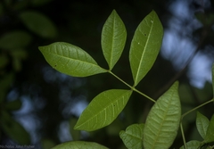 Bouchardatia neurococca