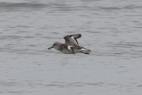 Semipalmated Sandpiper