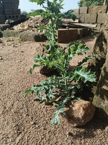 Mexican prickly poppy