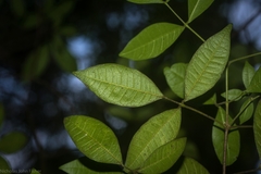 Bouchardatia neurococca