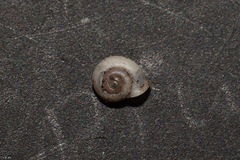Vallonia pulchella