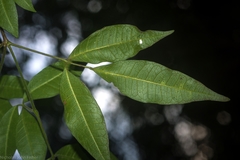 Bouchardatia neurococca