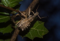 Leptopius orthodoxus