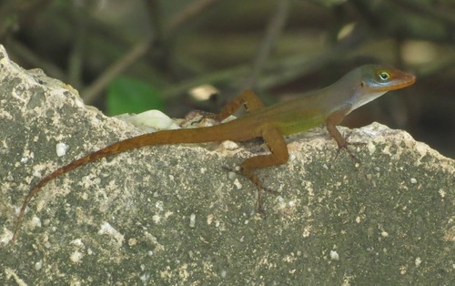 Anolis wattsii