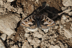 Metaxmeste schrankiana