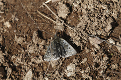 Metaxmeste phrygialis
