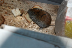 Craseomys rufocanus