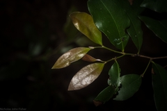 Diospyros pentamera