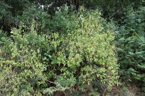 Ocimum labiatum, photograph 6