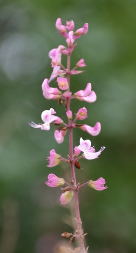 Ocimum labiatum, photograph 5
