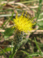 Centaurea chartolepis
