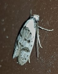 Scatochresis innumera