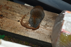 Craseomys rufocanus