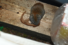 Craseomys rufocanus