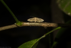 Addaea subtessellata