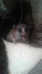 Didelphinae