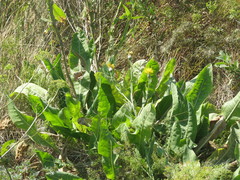 Centaurea chartolepis