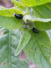 Psylliodes dulcamarae