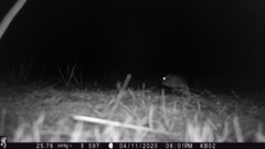 Dipodomys californicus