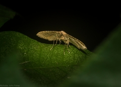 Addaea subtessellata