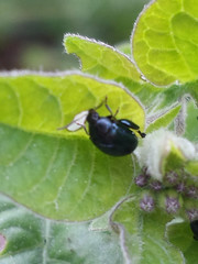 Psylliodes dulcamarae