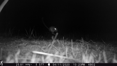 Dipodomys californicus