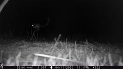 Dipodomys californicus