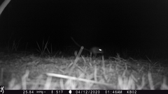 Dipodomys californicus