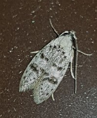 Scatochresis innumera