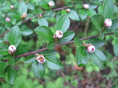 Cotoneaster divaricatus