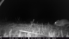 Dipodomys californicus