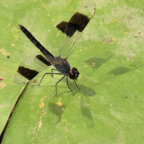 Southern Banded Groundling