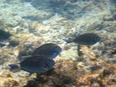 Acanthurus chirurgus