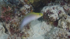 Oxycercichthys veliferus