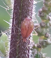 Microlophium carnosum